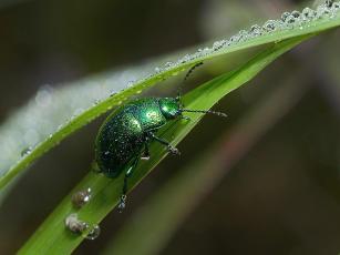 greeninsect