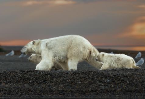 Polar Bear Looking For Food 111