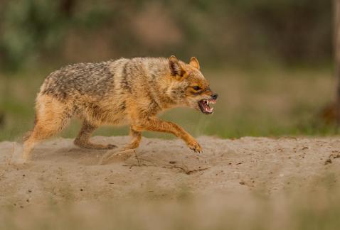 Snaring Golden Jackal 110