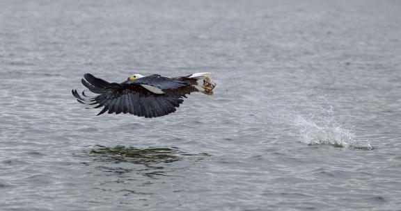 Bird and water22