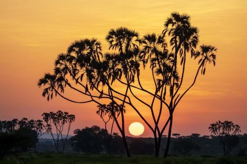 African Sunrise Thru Duhm Palm