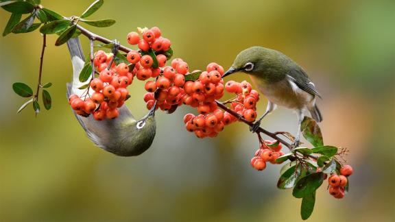 fruits and birds 01