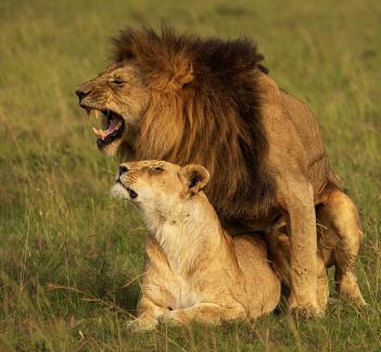 Mating Lions 01