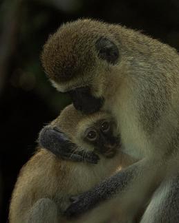 Vervet Mom Protective