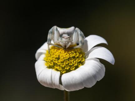 RESTING ON A DAISY