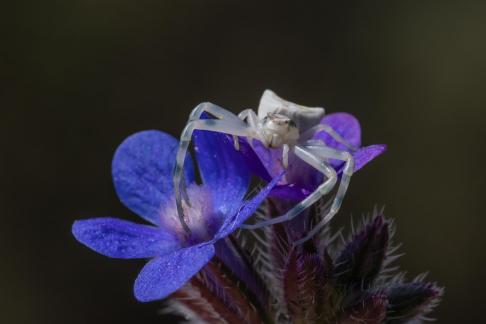 WHITE AND BLUE NATURE