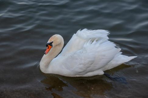 SWAN CRETE