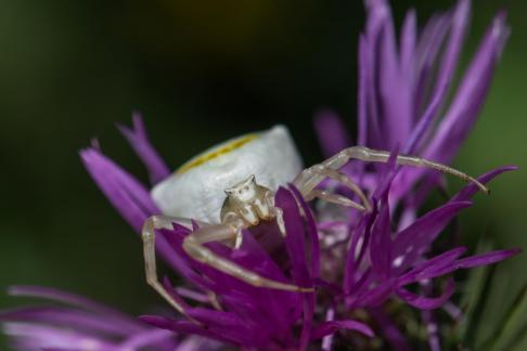 WHITE CRAB SPIDER 2023 A1