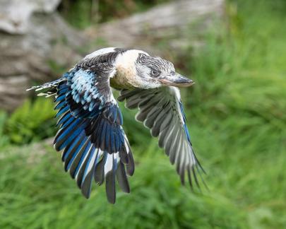 Blue Kookaburra 3