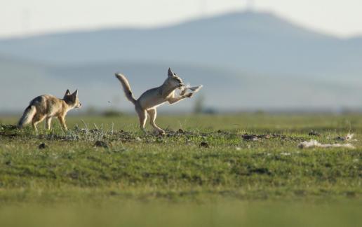 Fox playing