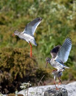 Redshank Hassle