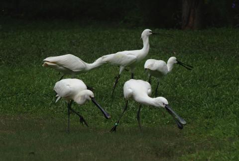 The White Pipa Egret Family