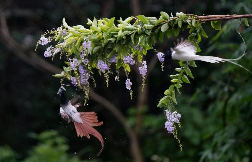 Two ribbon birds