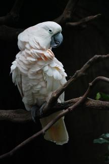 White Parrot