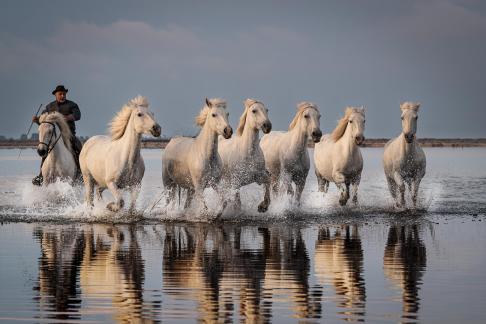 Camargue horses in gallop 19