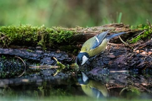 Drinking bird 1