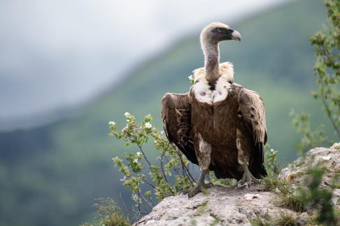 Vulture on watch 1