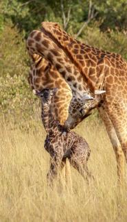 New born giraffe1