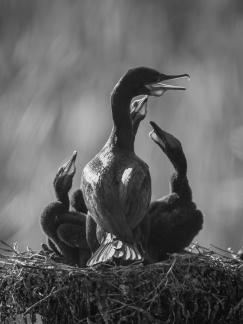 Cormorants 44