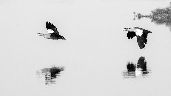 Egyptian Geese w Reflection