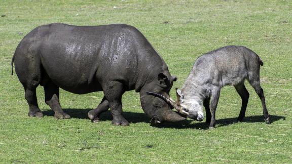 Black Rhine fights Waterbuck