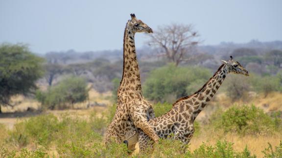 Giraffes mating