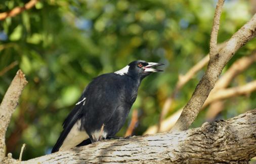 Australia magpie