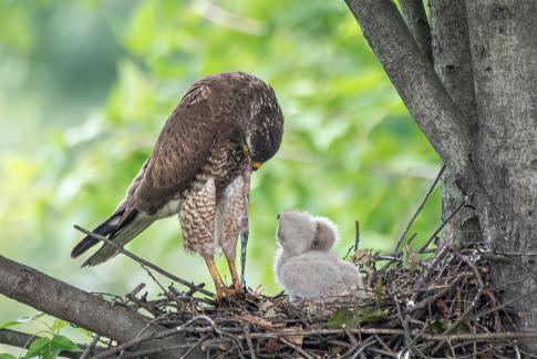 The eagle feeds its young E