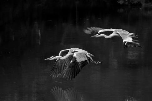 Double flying heron