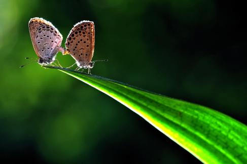 Couples on the Leaf Tip