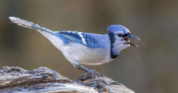 Blue Jay on Log