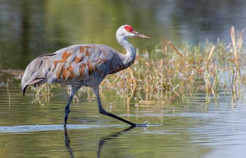 Crane Walking in Water