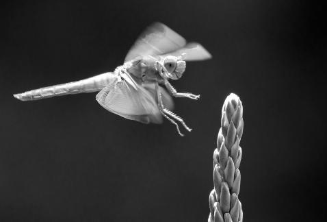 Flame Skimmer Landing