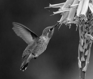 Hummer at Aloe