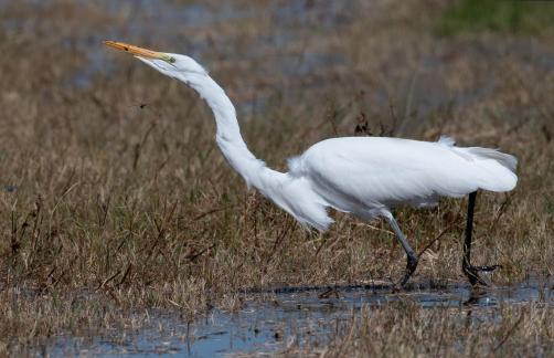 Egret and Dragonfly