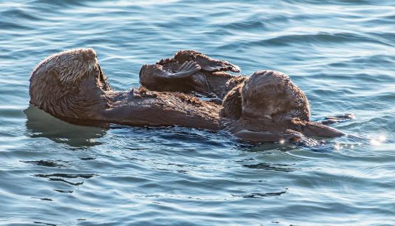 Nursing Sea Otter