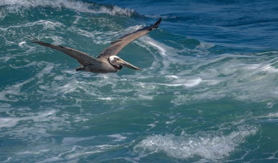 Pelican and Ocean