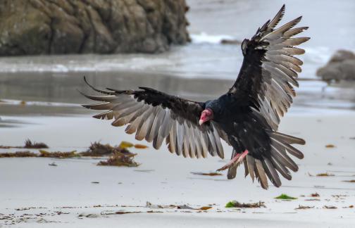 Turkey Vulture Landing