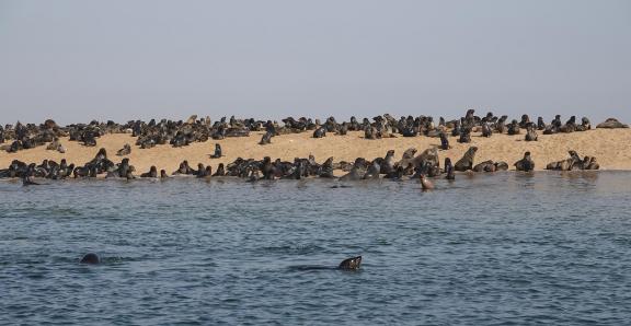 Cape seals_3