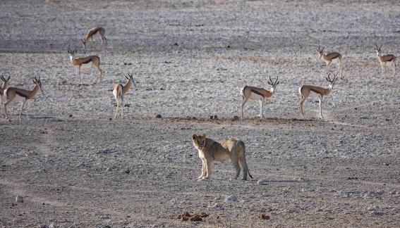 Lion and springboks