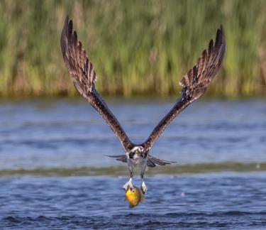 Osprey with catch 31