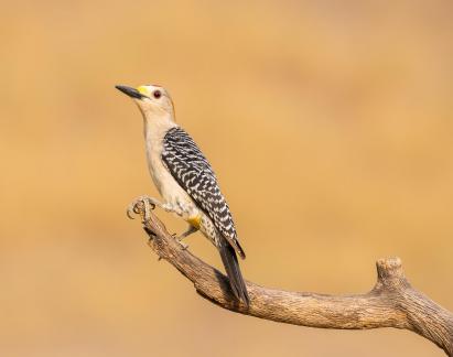 Golden fronted Woodpecker 407