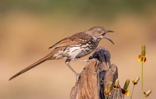 Calling Long billed thrasher 99