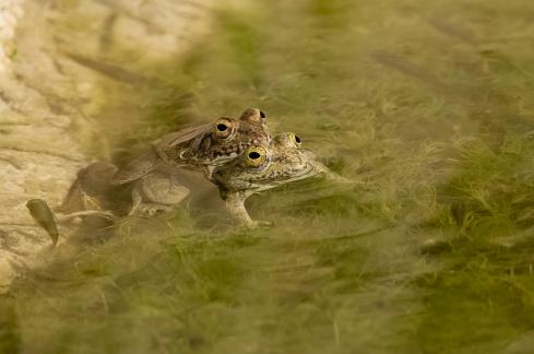 Amphibious Affection