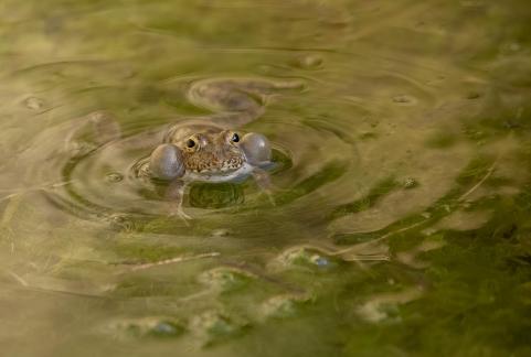 Bubble Frog