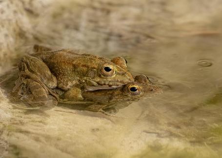 Frog Hug