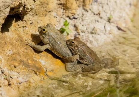 Frogs by the Water