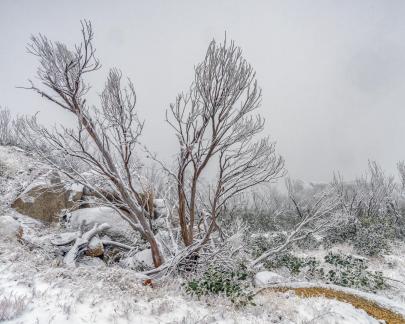 Mt Buffalo dead snowgum