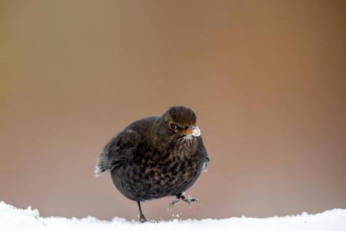 Blackbird and snow