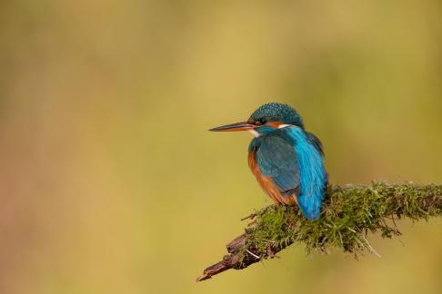 Kingfisher on sunny branch